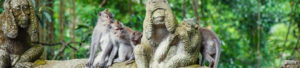 Forêt avec singes à Ubud, Indonésie