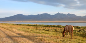 Cheval devant Lac Son kul, Kirghizistan